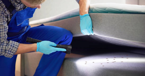 Best Ant Control Services  in Ely, MN