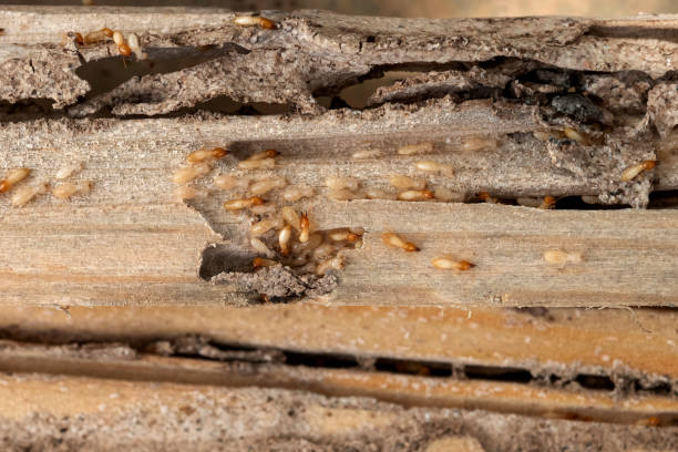 Wasp Removal Services in Ely, MN